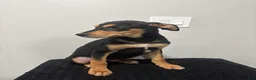 Mixed Breed dogs for sale: Mixed Breed Puppy 1 - Ad 3