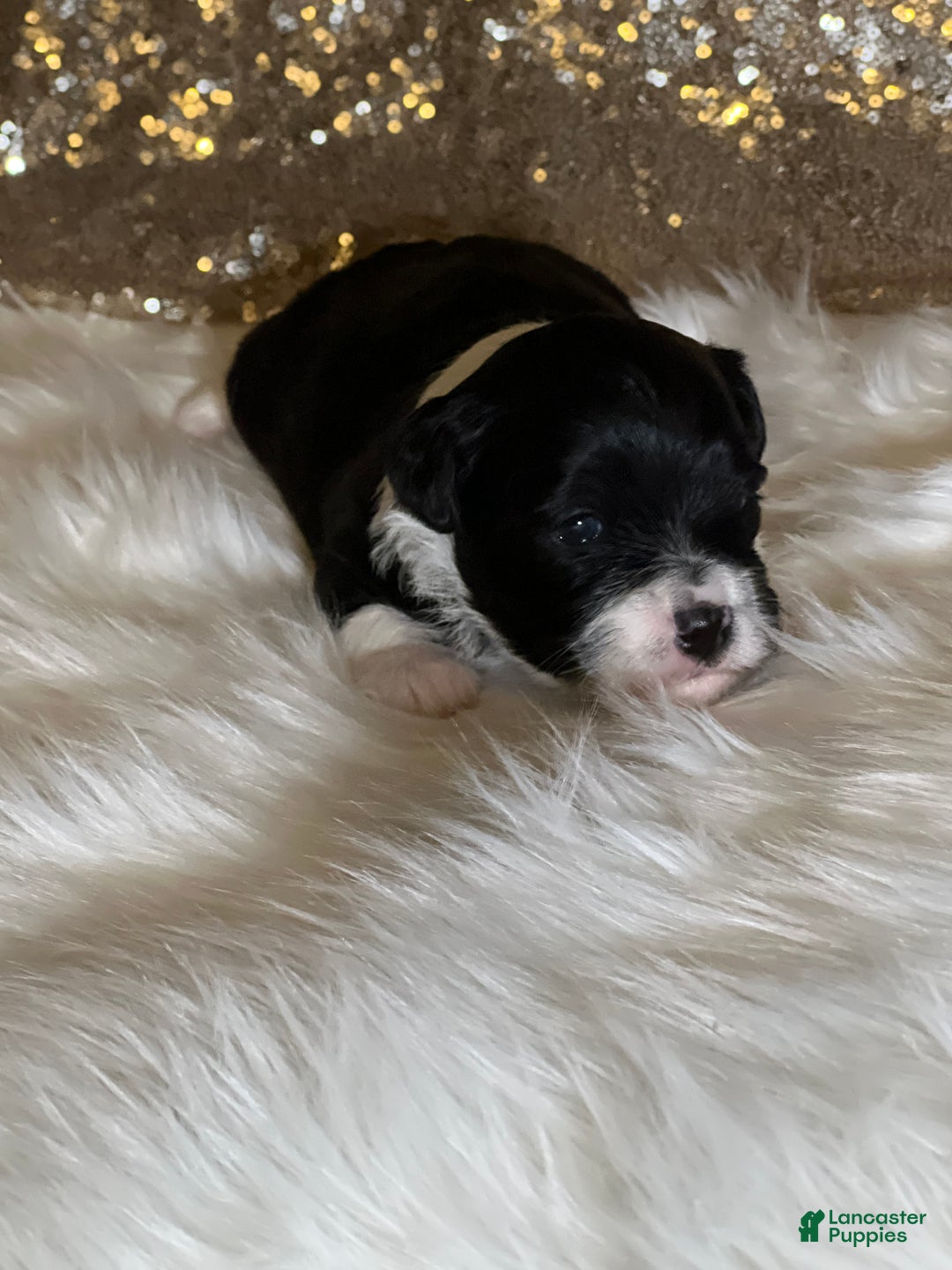 Havanese dogs for sale: Domeno - Ad 3