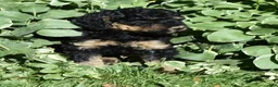Standard Poodle dogs for sale: Standard Poodle 11 Black Phantom - Ad 4