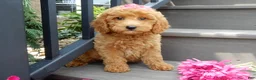 Mini Goldendoodle dogs for sale: Hazel - Ad 6