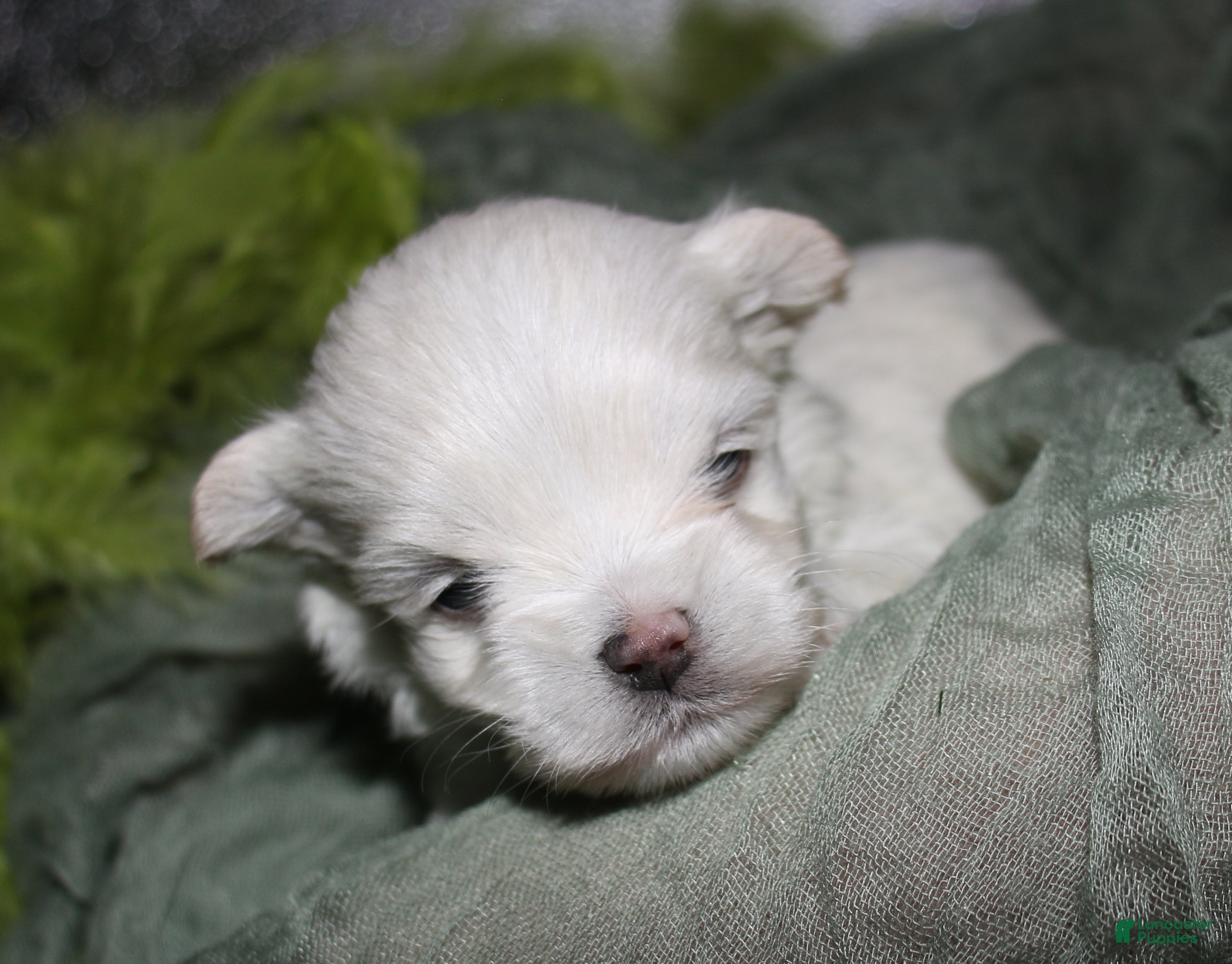 Maltese dogs for sale: Noah - Ad 6