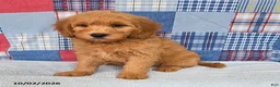 Mini Goldendoodle dogs for sale: Bandit - Ad 3