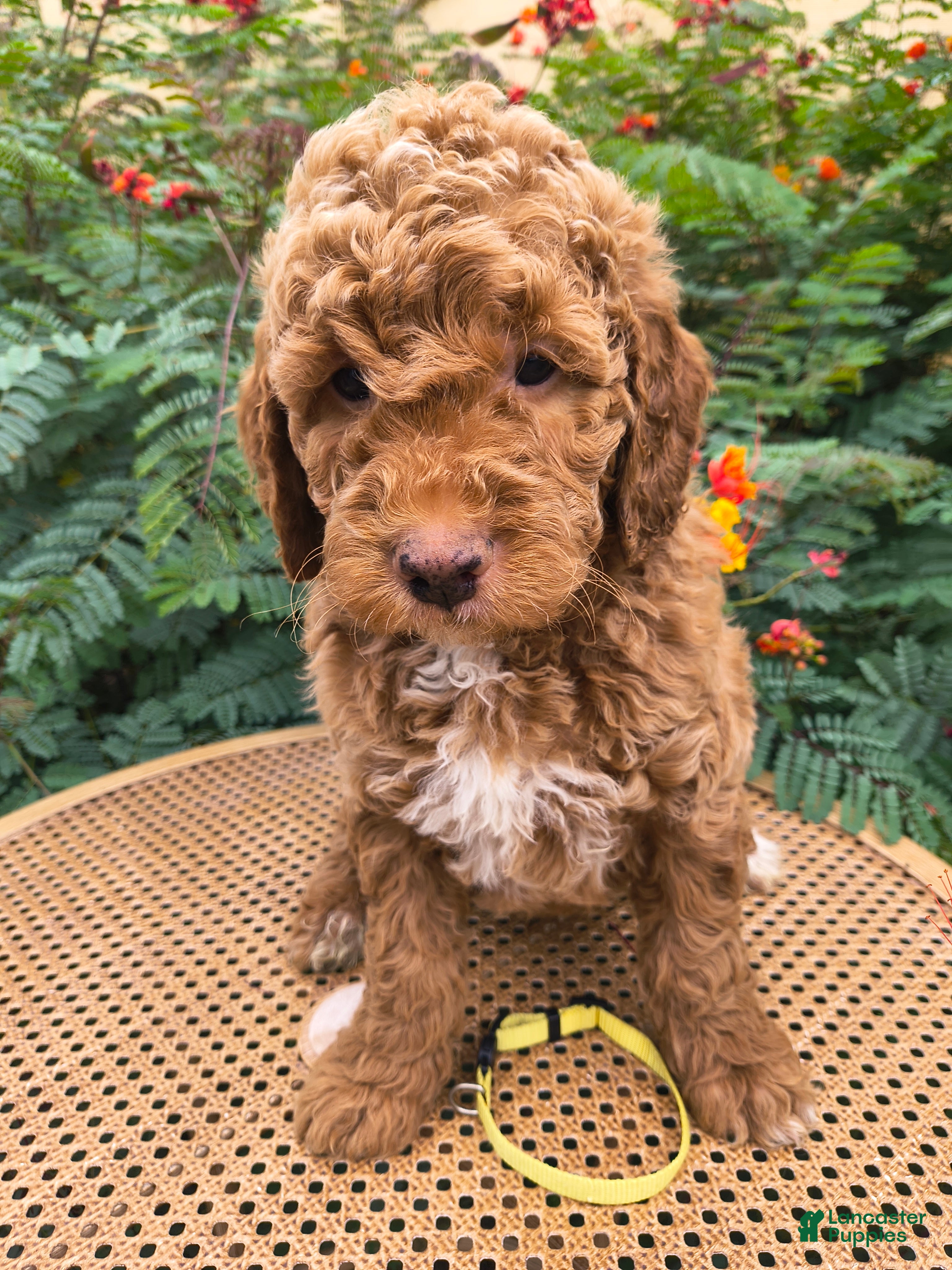 Mini Goldendoodle dogs  Yellow Collar - Ad 1