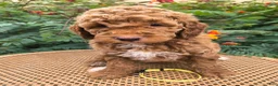 Mini Goldendoodle dogs for sale:  Yellow Collar - Ad 1