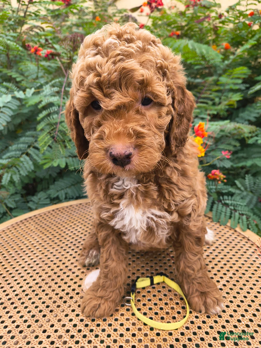 Mini Goldendoodle dogs for sale:  Yellow Collar - Ad 1