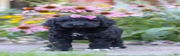 Newfypoo dogs for sale: Mia - Ad 6