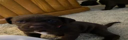 Mixed Breed dogs for sale: Mixed Breed 3 - Ad 16