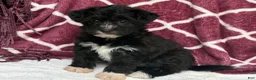 Yochon dogs for sale: Dixie - Ad 3