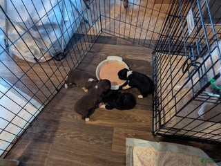 Toy Australian Shepherd dogs BEAU - Ad 16