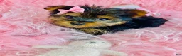 Yorkshire Terrier dogs for sale: Yorkshire Terrier 1 - Ad 2