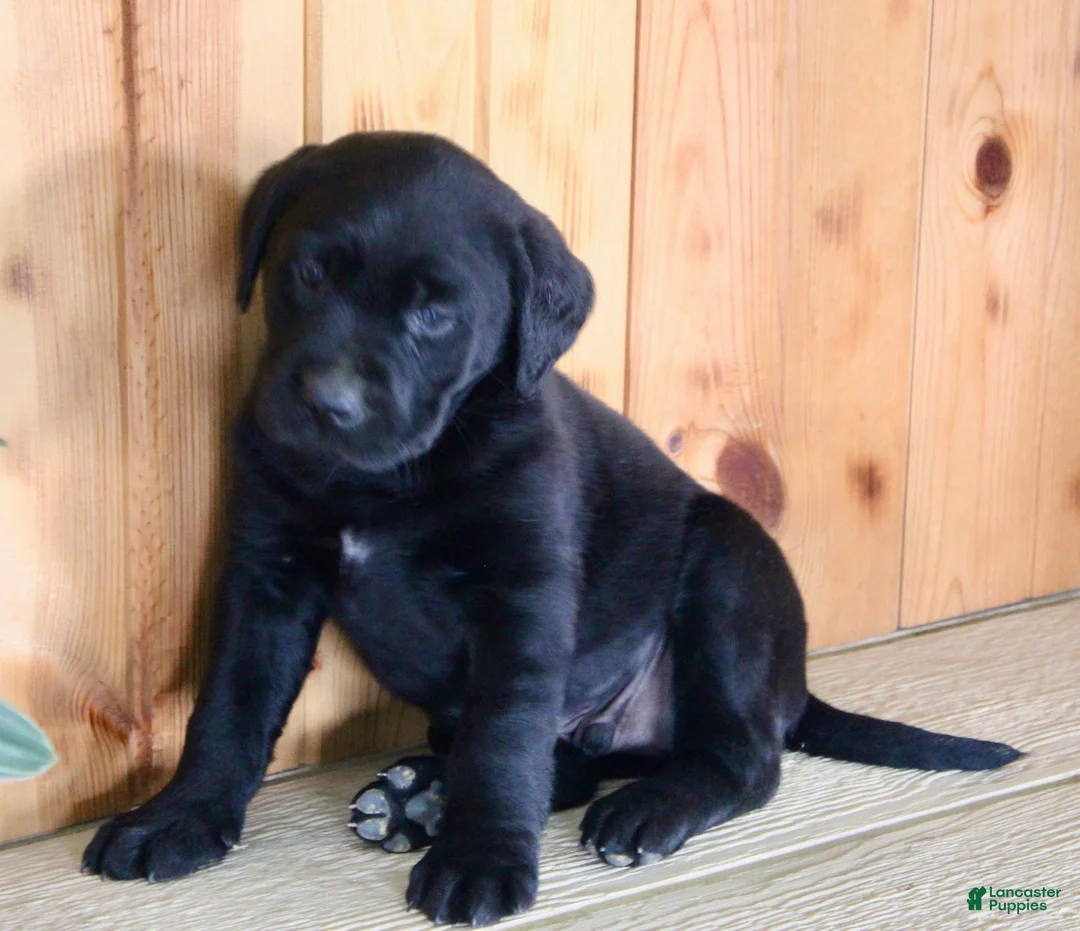 Labrador Retriever dogs for sale: Luca - Ad 9