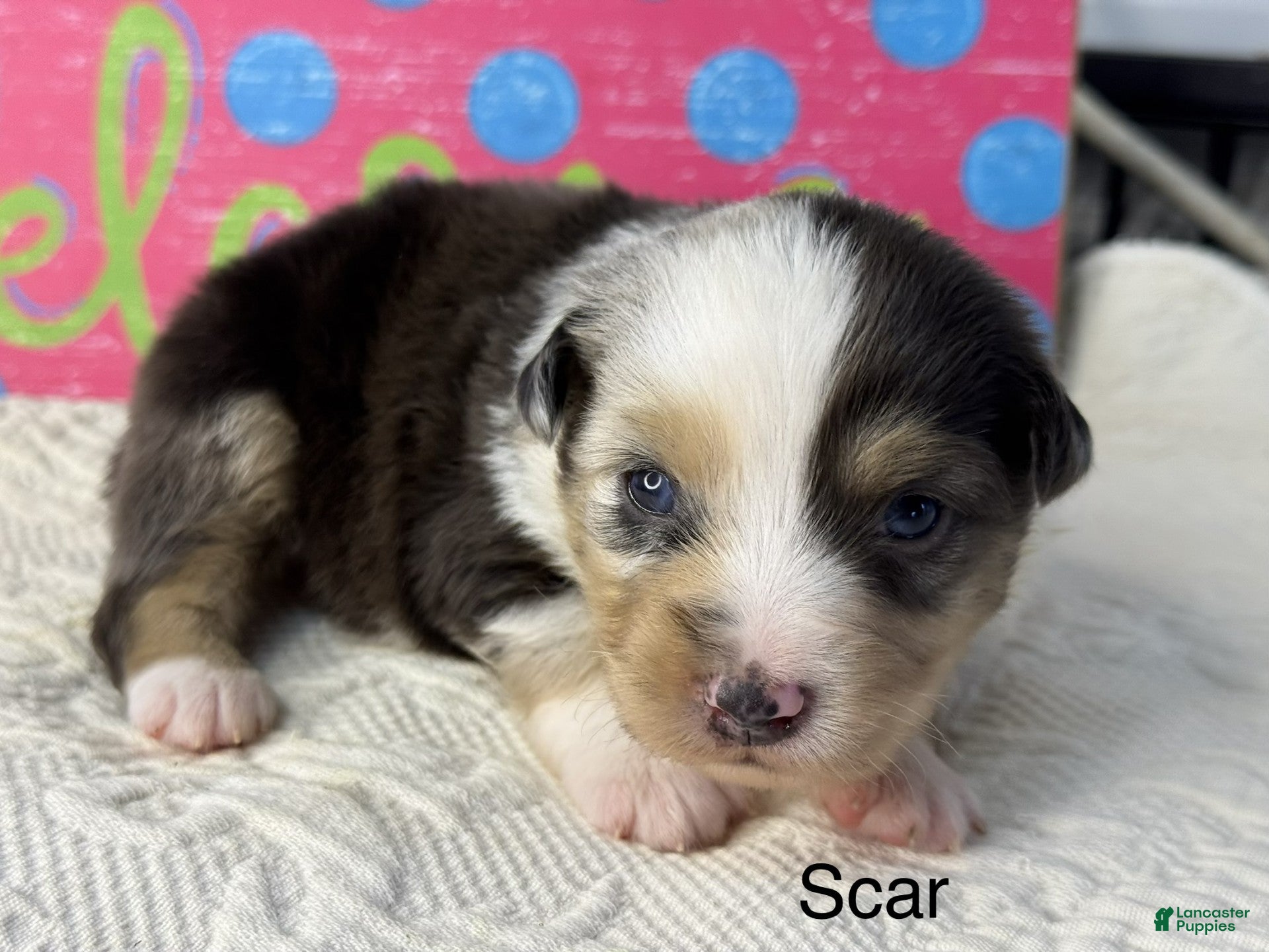 Miniature Australian Shepherd dogs Scar - Ad 1