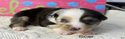 Miniature Australian Shepherd dogs for sale: Scar - Ad 1