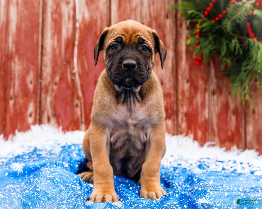 English Mastiff dogs for sale: Chloe - Ad 8
