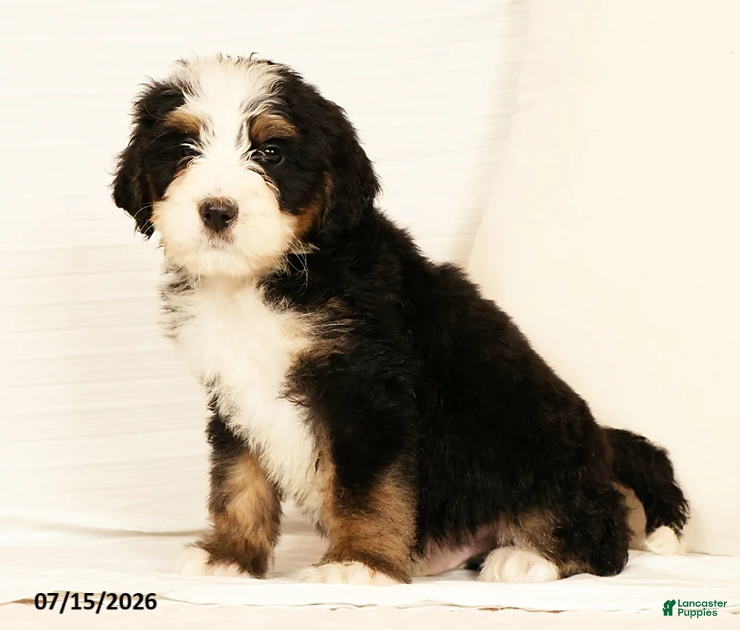 Bernedoodle dogs for sale: Rusty - Ad 2