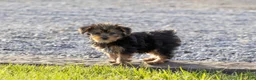 Yorkshire Terrier dogs for sale: Yorkshire Terrier 1 - Ad 2