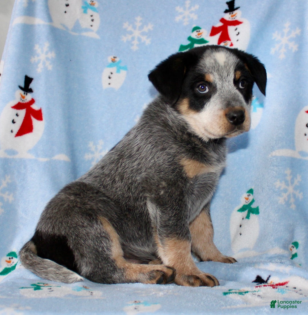Australian Cattle Dog dogs for sale: Randy - Ad 4