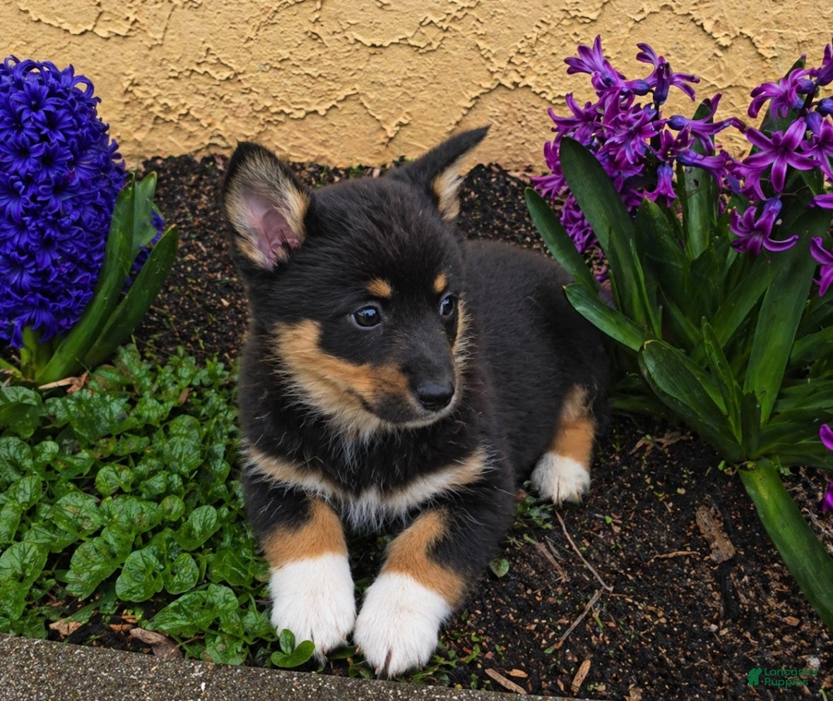 Welsh Corgi Cardigan dogs Bailey  - Ad 3