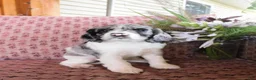 Cockalier dogs for sale: Atlantic  - Ad 5