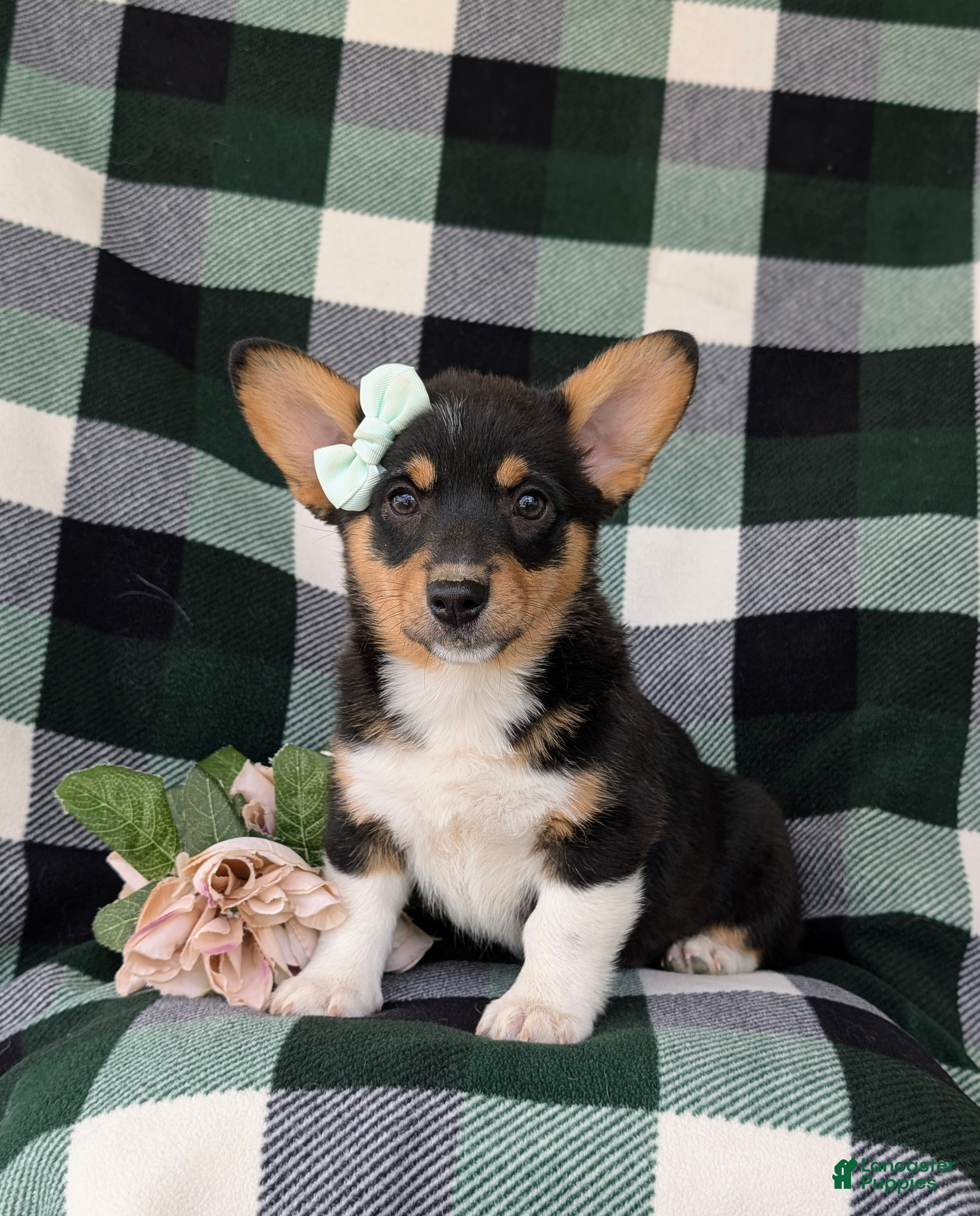 Welsh Corgi Pembroke dogs Marta AKC Registered - Ad 1