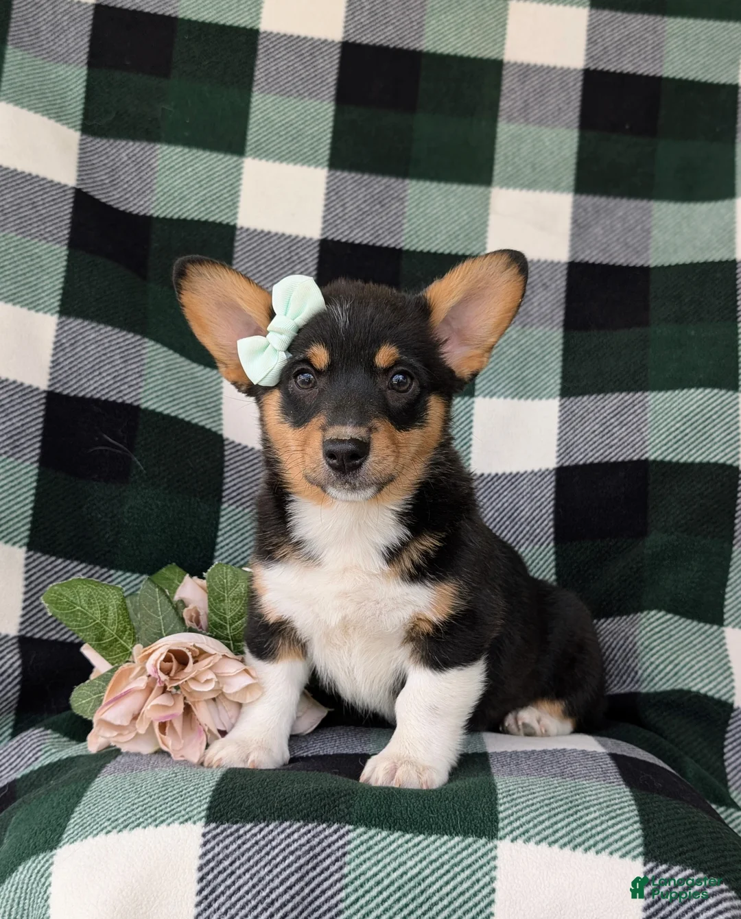 Welsh Corgi Pembroke dogs for sale: Marta AKC Registered - Ad 1