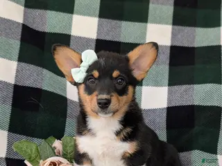 Welsh Corgi Pembroke dogs for sale: Marta AKC Registered - Ad 2