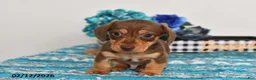 Miniature Dachshund dogs for sale: Cole - Ad 2