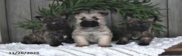 Cairn Terrier dogs for sale: Christopher - Ad 3