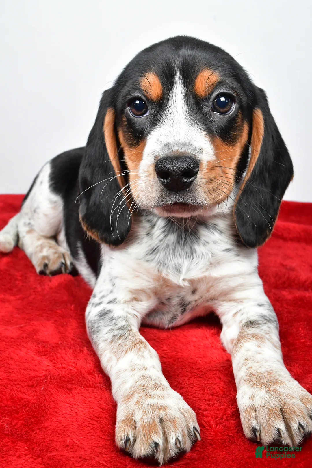 Beagle dogs for sale: Regina - Ad 7