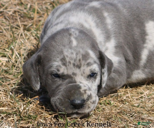 Great Dane dogs Hayley - Ad 1