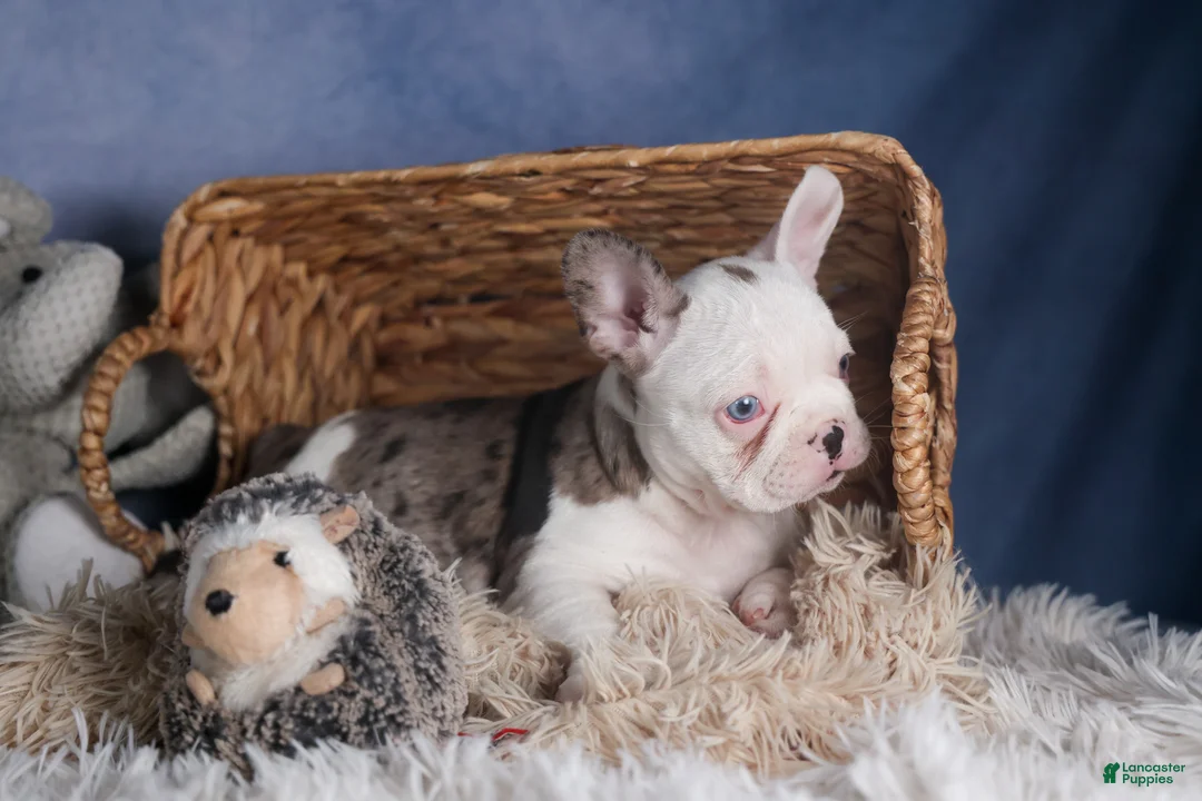 Frenchton dogs for sale: IZZY - Ad 18