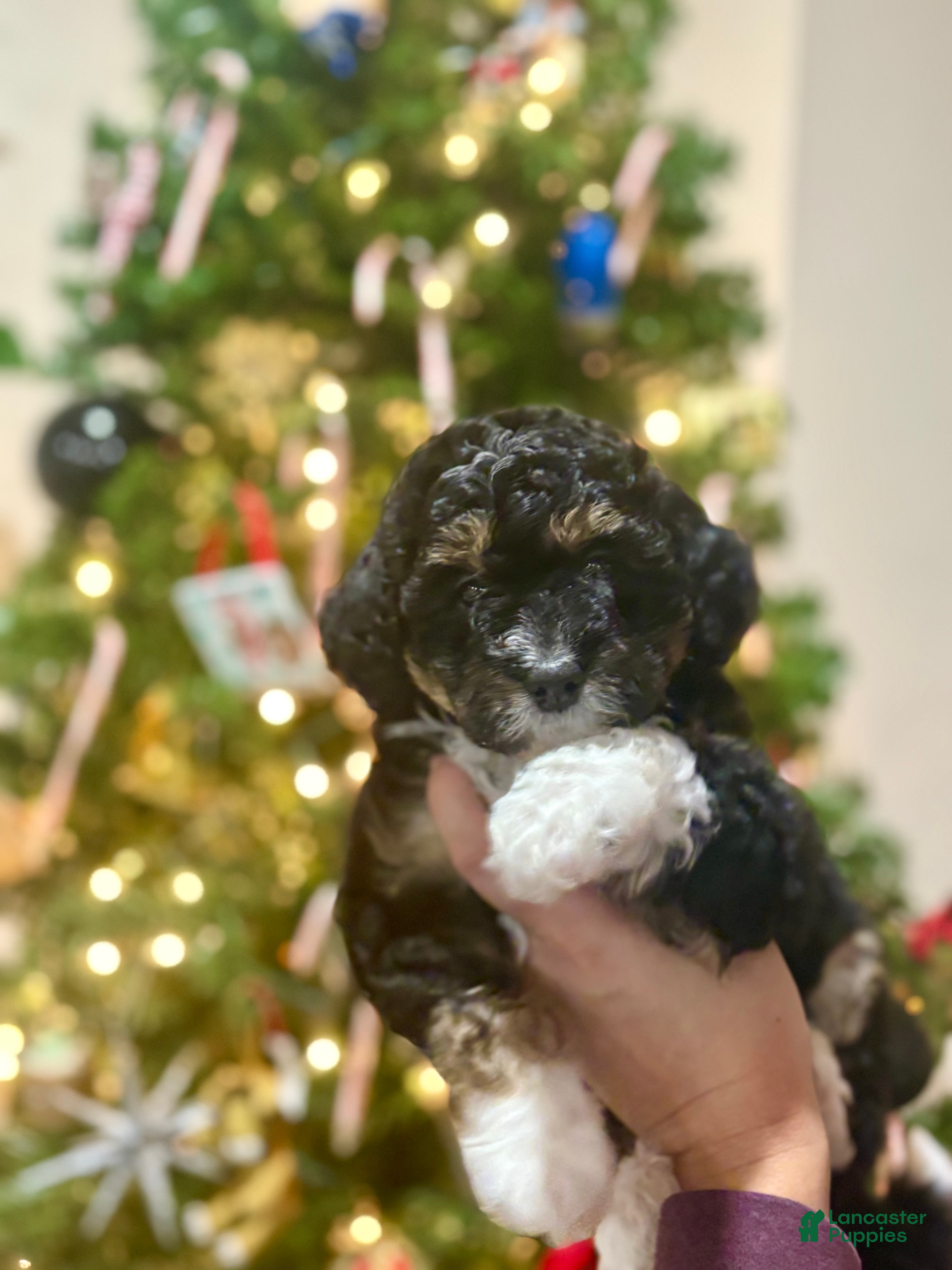 Mini Bernedoodle dogs Mini Bernedoodle Puppy 4 - Ad 28