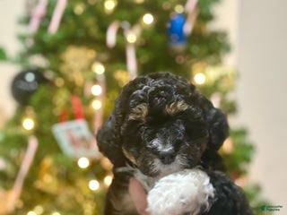 Mini Bernedoodle dogs Mini Bernedoodle Puppy 4 - Ad 1