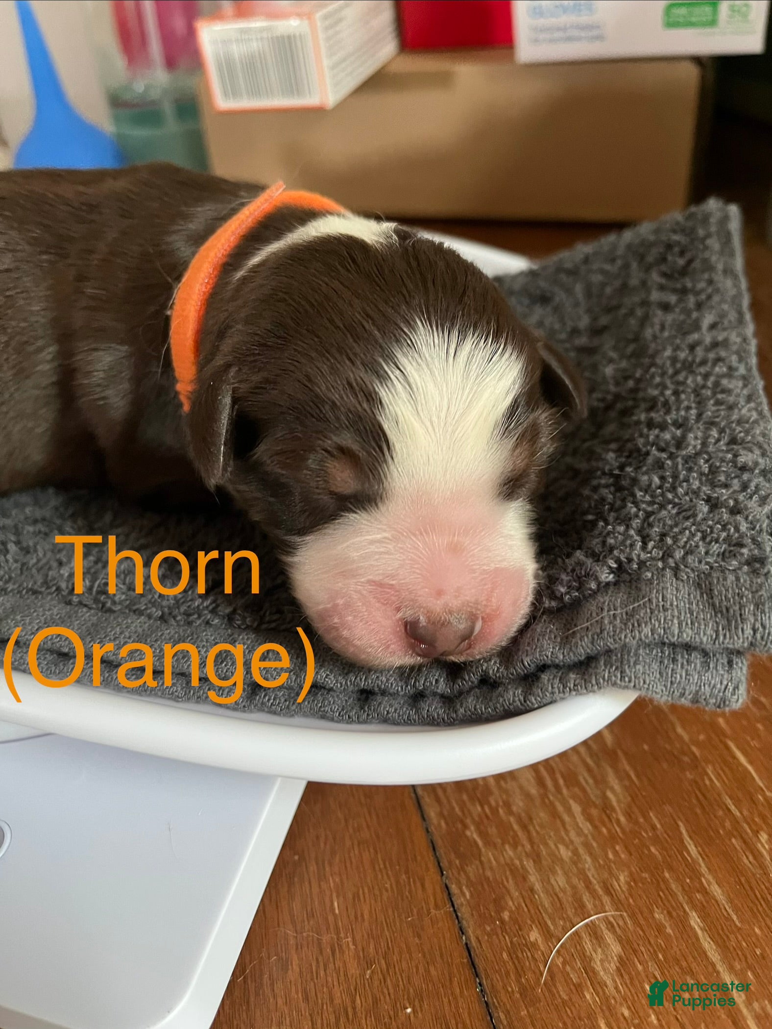 Australian Shepherd dogs Thorn (Orange) - Ad 31