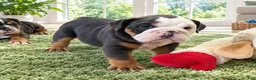 English Bulldog dogs for sale: Blue Blaze - Ad 10