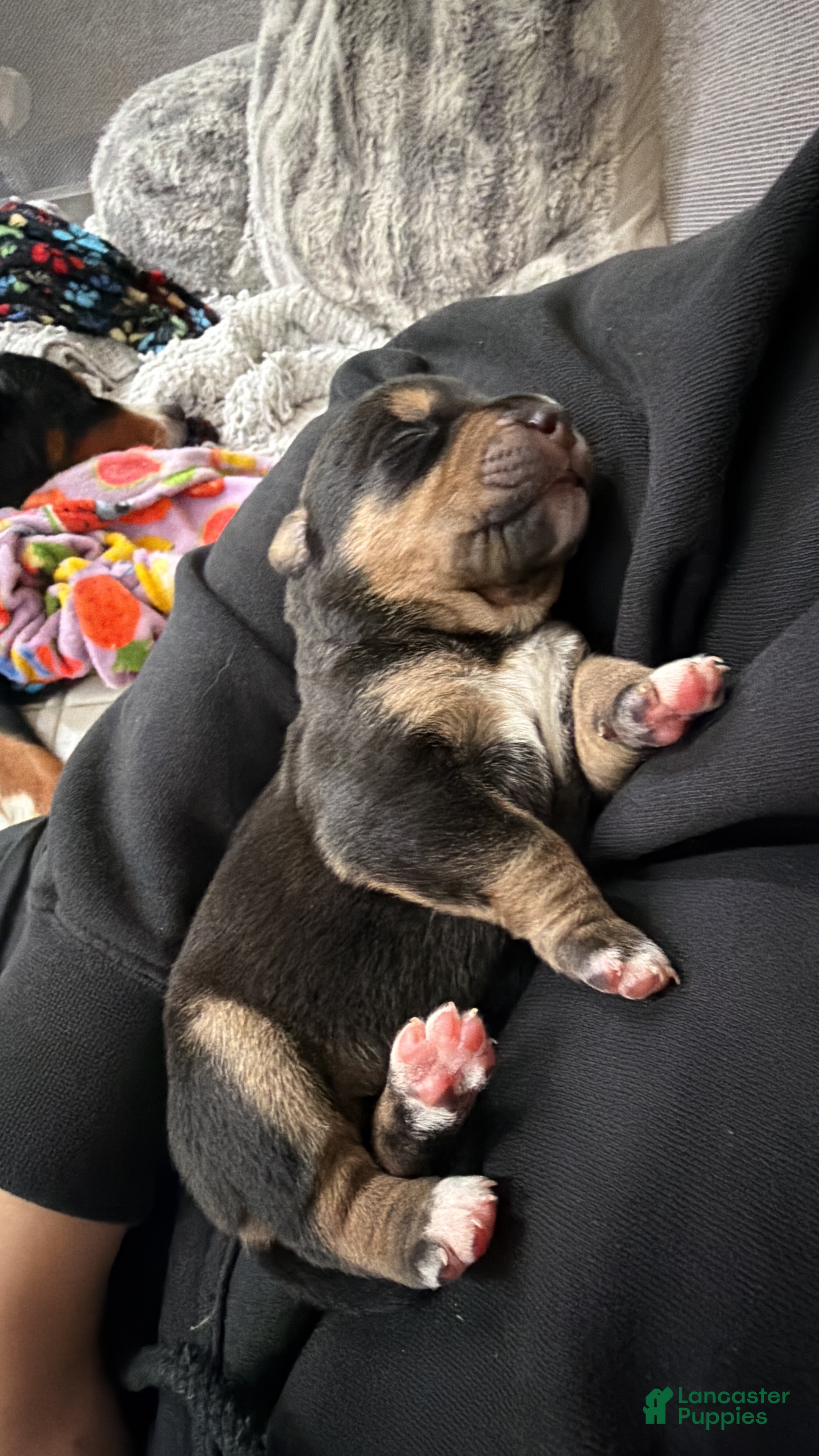 Mixed Breed dogs Hercules - Ad 31