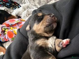 Mixed Breed dogs Hercules - Ad 27