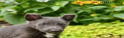 German Shepherd dogs for sale: Camper - Ad 1