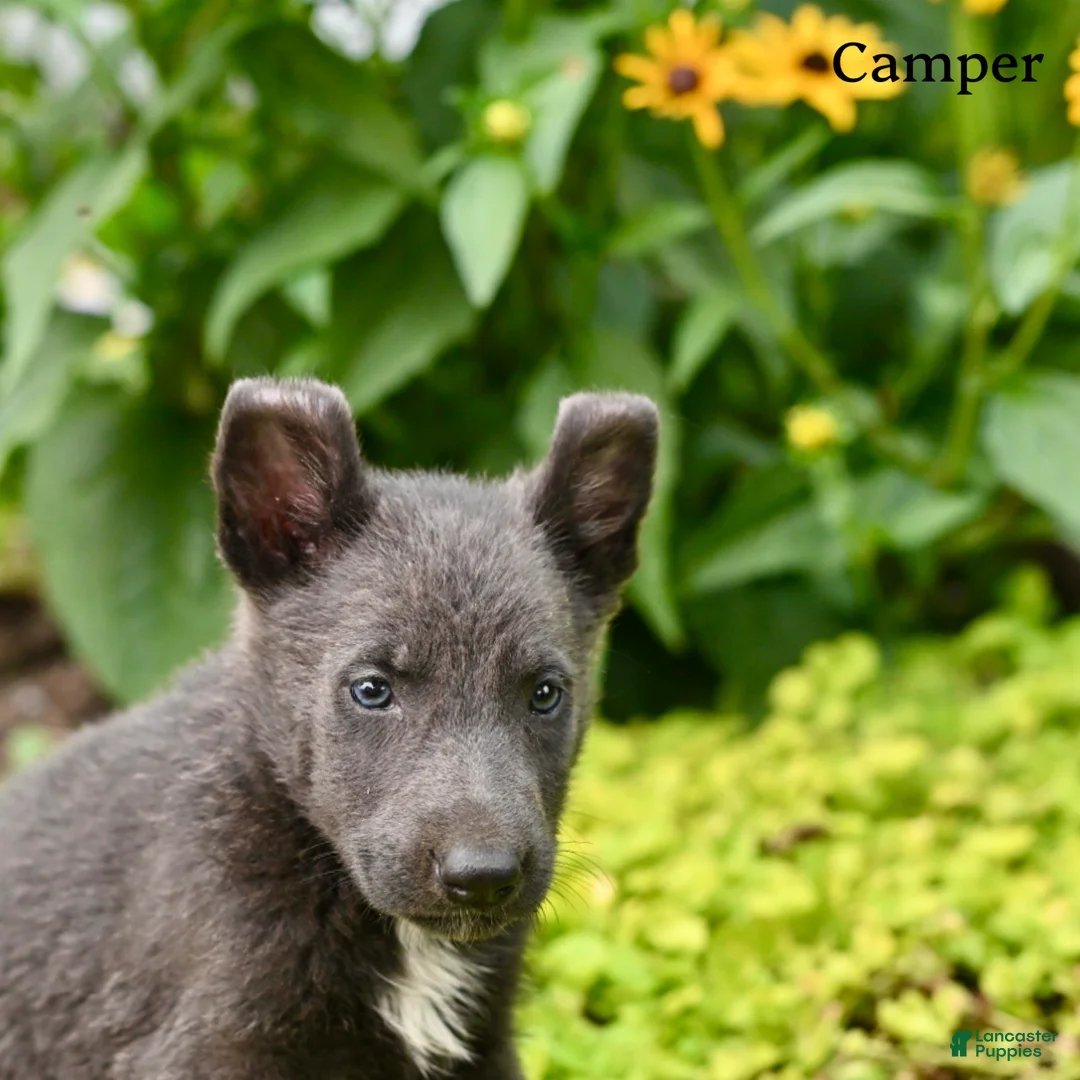 German Shepherd dogs for sale: Camper - Ad 1