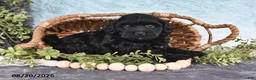 Havapoo dogs for sale: Midnight - Ad 5