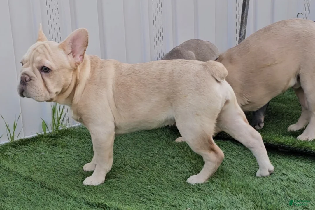 French Bulldog dogs for sale: French Bulldog Puppy 2 - Ad 22