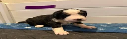 Bernese Mountain Dog dogs for sale: Purple - Ad 7