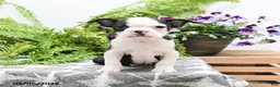 Boston Terrier dogs for sale: Walter - Ad 4