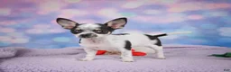 Chihuahua dogs for sale: DAHLIA - Ad 13