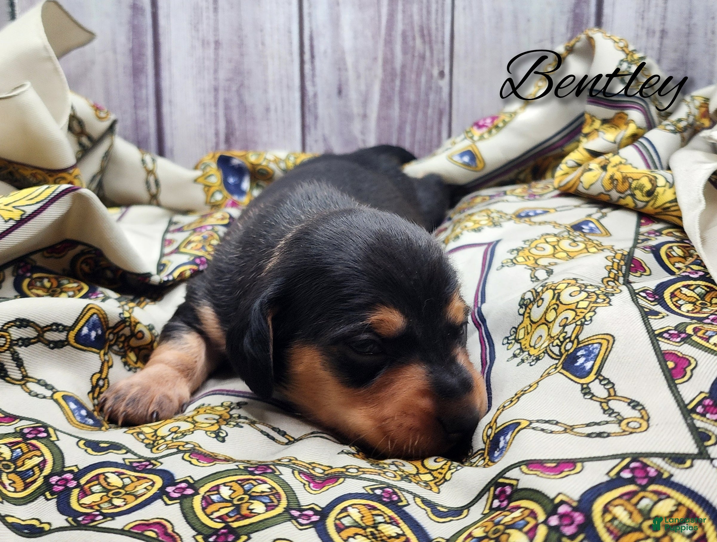 Miniature Dachshund dogs Bently  - Ad 30