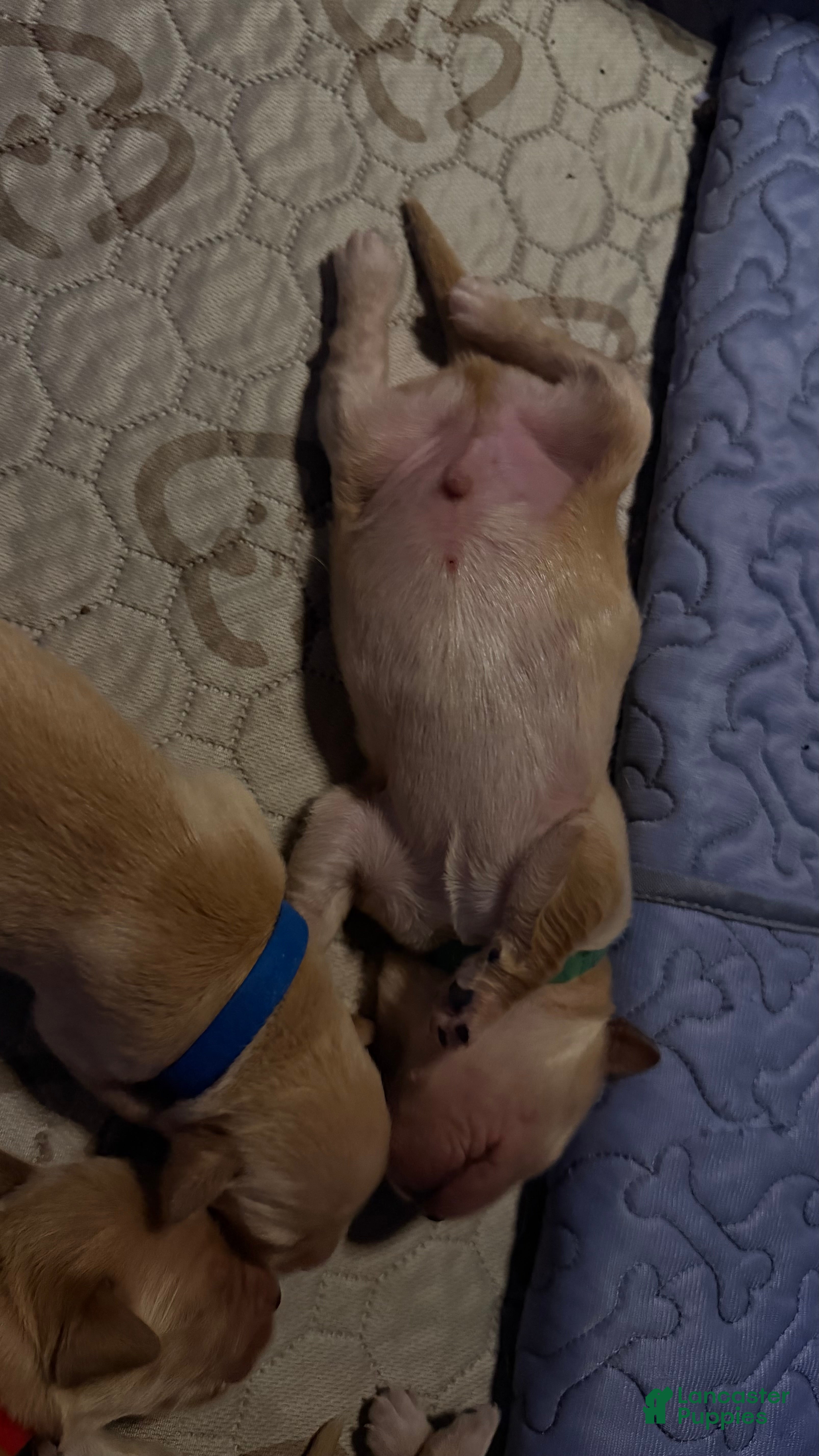 Golden Retriever dogs Dark Green - Ad 2