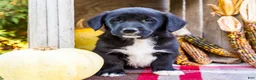 Mixed Breed dogs for sale: Randy Golden Corgi - Ad 10