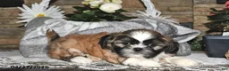 Shih Tzu dogs for sale: Sage - Ad 5