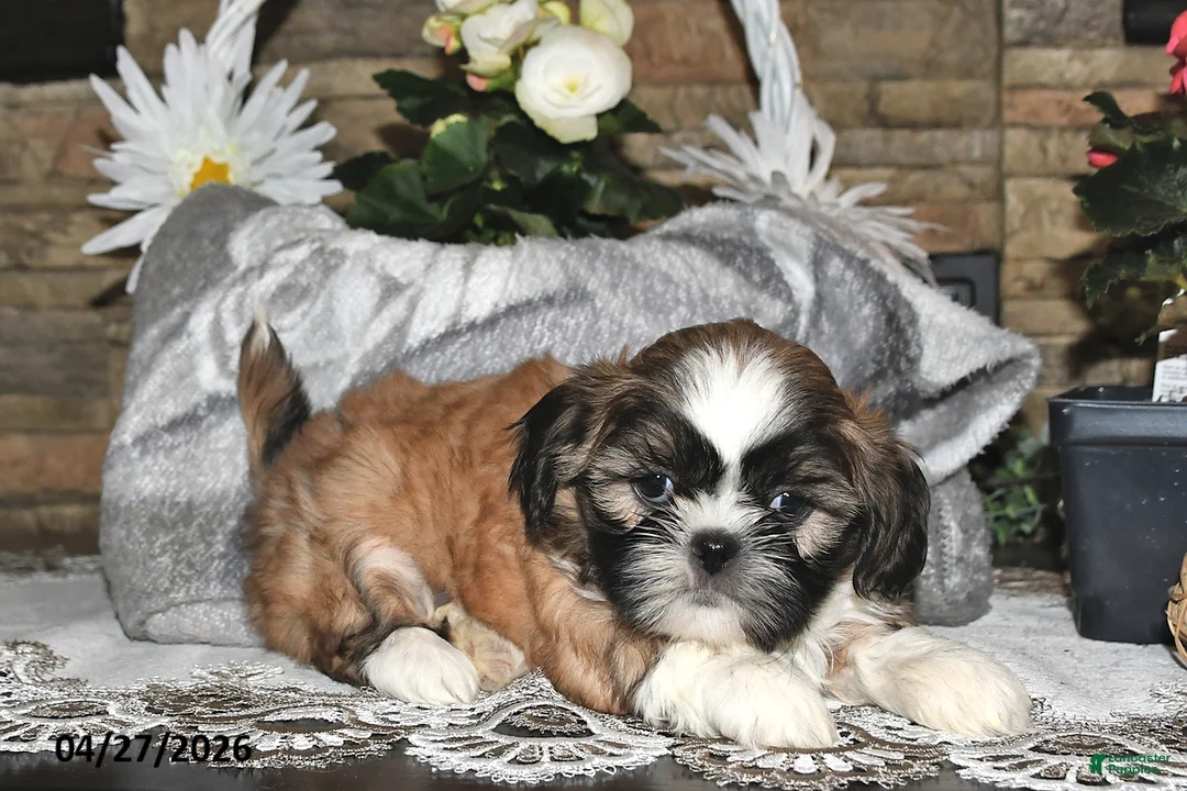 Shih Tzu dogs for sale: Sage - Ad 5