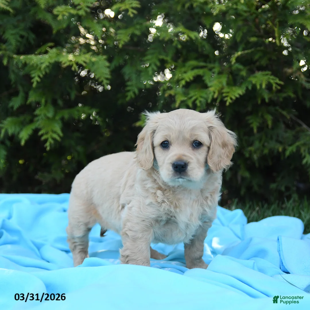 Miniature Golden Retriever dogs for sale: Lizzy - Ad 2